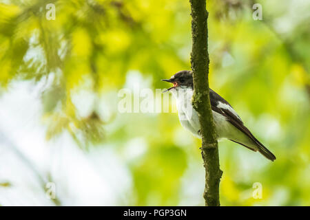 Nahaufnahme eines Europäischen pied schopftyrann Vogel (Ficedula 'So Sweet) hocken auf einem Zweig, das Singen in einem grünen Wald im Frühling Brutzeit. Stockfoto