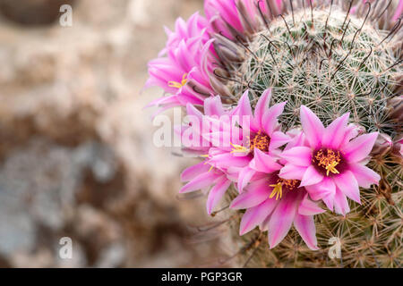 Angelhaken Nadelkissen (Mammillaria Hookerii), Arizona Stockfoto