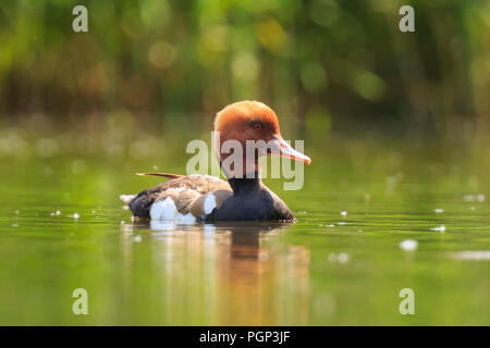 Nahaufnahme der Kolbenente (Netta rufina) Wasservögel schwimmen in einem Teich. Bunten und sonnigen Tag, geringe Sicht. Stockfoto
