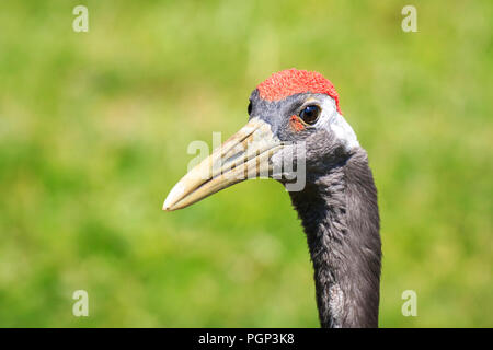 Nahaufnahme einer rot-gekrönten Kranich (Grus japonensis) alias Mandschurischen Kran oder Japanischer Kranich vogel Futter im Wasser und gras wiese an einem sonnigen Tag. Stockfoto