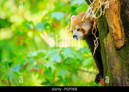 Kleine rote Panda in einem Baum mit Blick auf die Kamera ruht. Dies ist ein kleines arboreal Säugetier native auf den östlichen Himalaja und Südwesten Chinas, hat Stockfoto