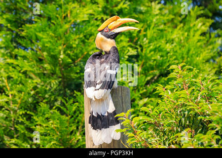 Closeup Portrait eines großen hornbil, Doppel oder große pied Hornbill, Buceros bicornis, Vogel in einem grünen Lebensraum Wald. Stockfoto