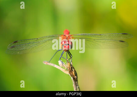 Nahaufnahme von einem rot gefärbten Männchen ruddy Darter (Sympetrum sanguineum) hängend auf die Vegetation. Ruhe in der Sonne auf einer Wiese. Stockfoto