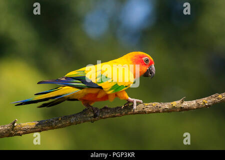 Nahaufnahme von Sun Sittich oder Sun sittiche Aratinga solstitialis, Vogel. Es ist eine mittelgrosse, farbenprächtige Papageien in nordöstlichen Südamerika Stockfoto