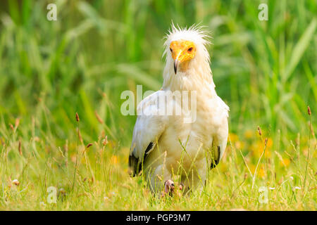 Schmutzgeier Neophron percnopterus Raubvogel, der weiße scavenger Geier oder des Pharao Huhn, Nahaufnahme in eine grüne Wiese Stockfoto