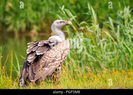 Natürliche Nahaufnahme eines Ruppell's Gänsegeier Tylose in Rueppellii Raubvogel auf eine Zweigniederlassung, die in einem grünen Wald gehockt Stockfoto