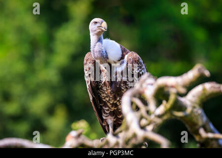 Natürliche Nahaufnahme eines Ruppell's Gänsegeier Tylose in Rueppellii Raubvogel auf eine Zweigniederlassung, die in einem grünen Wald gehockt Stockfoto