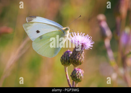 Closeup Seitenansicht eines Pieris brassicae, die große weiße oder Kohl Schmetterling auf einer Blume bestäuben. Stockfoto