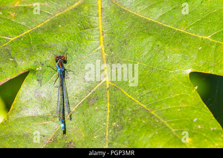 Nahaufnahme eines kleinen red-eyed damselfly Erythromma viridulum thront in einem Wald. Eine blaue Holzarten mit roten Augen. Stockfoto