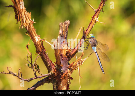 Nahaufnahme von einem geringeren Emperor dragonfly Anax parthenope, ruhend unter Blätter in einem Baum in einem Wald an einem sonnigen Tag. Stockfoto