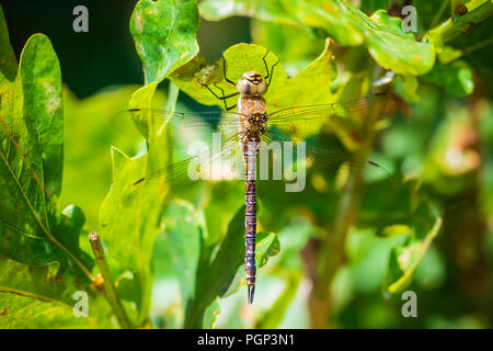 Nahaufnahme eines Migranten hawker Aeshna mixta ruhen unter Blätter in einem Baum in einem Wald an einem sonnigen Tag. Stockfoto