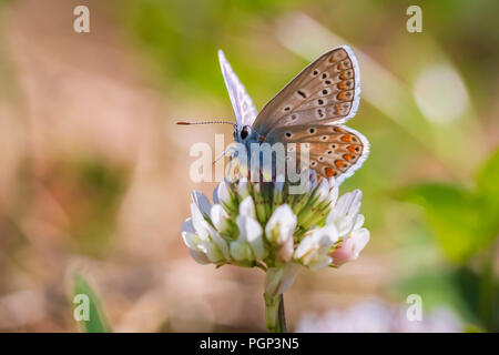 Weibliche gemeinsame Blauer Schmetterling Euplagia quadripunctaria Bestäubung auf einem weißen Klee Blumen auf einer Wiese unter hellem Sonnenlicht. Stockfoto