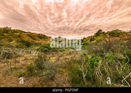 Landschaft mit Dünen und wilde Natur während des Sonnenuntergangs im Nationalpark meijendel an der niederländischen Küste Stockfoto