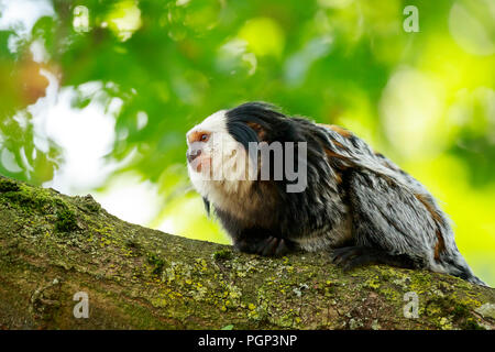 Nahaufnahme eines white-headed Marmosetten (Callithrix geoffroyi) Primas auf einen Baum. Auch als die Getuftete - Ohr marmoset bekannt, geoffroy's marmoset, oder die Geo Stockfoto