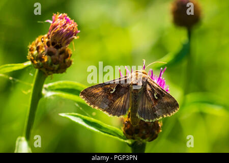 Tag aktiv Silber Y Autographa gamma Motte Bestäubung auf rosa und lila Distel Blumen tagsüber in hellem Sonnenlicht Stockfoto