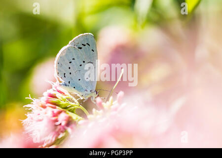 Ein Holly Blue (Celastrina Argiolus) Schmetterling bestäuben. Die Holly Blue hat blasse Silber - Blue Wings mit hellen Elfenbein Punkte entdeckt. Stockfoto