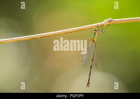 Detail Nahaufnahme eines westlichen willow Emerald damselfly, Chalcolestes viridis, Insekt ruht in der Sonne Stockfoto