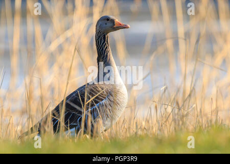 Graugans (Anser anser) in einer Wiese genießen die warme Sonne im Frühjahr ruhen Stockfoto