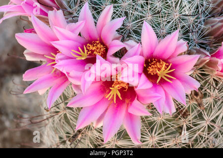 Angelhaken Nadelkissen (Mammillaria Hookerii), Arizona Stockfoto