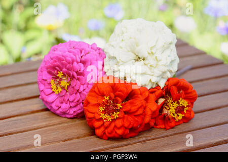 Bündel von vier zinnia Blumen, frisch aus dem Garten Schnitt auf einen hölzernen Tisch; rosa, weiße und rote Blüten Stockfoto