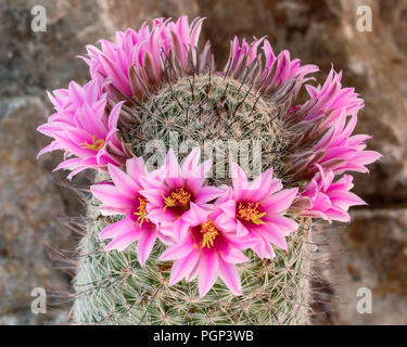 Angelhaken Nadelkissen (Mammillaria Hookerii), Arizona Stockfoto