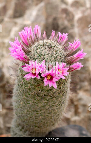 Angelhaken Nadelkissen (Mammillaria Hookerii), Arizona Stockfoto