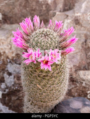 Angelhaken Nadelkissen (Mammillaria Hookerii), Arizona Stockfoto