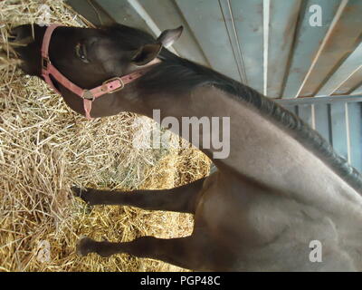 Pferd Stockfoto