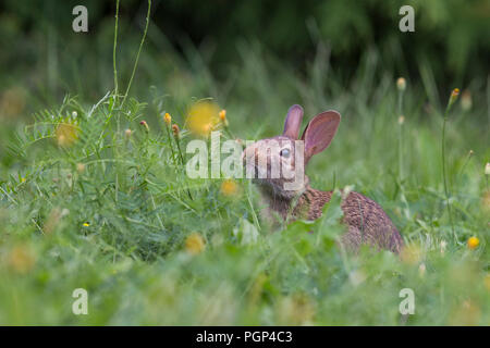 Baby östlichen cottontail Bunny (Sylvilagus floridanus) Ernährung Stockfoto