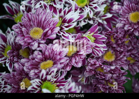 Hintergrund der Frische und schöne chrysanthemum Bouquet, Kopie Raum Stockfoto