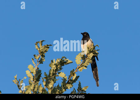 Eurasian magpie oder gemeinsamen Magpie Stockfoto