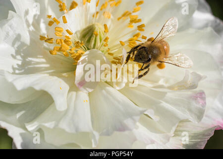 Bienen in poppy flower Stockfoto