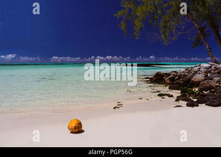 Eine reife orange Kokos legt am Sandstrand unter blauem Himmel, Mauritius Stockfoto
