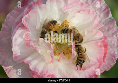 Bienen in poppy flower Stockfoto