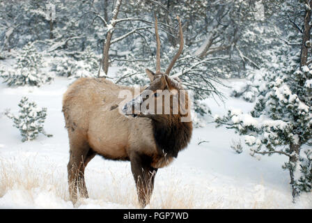 Winter Szene, ein Stier Elche im Schnee am South Rim des Grand Canyon Nationalpark in Arizona. Die großen Tiere werden oft von Besuchern gesehen. Stockfoto