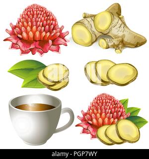Satz von Ingwer Wurzel mit Blume und Teetasse Stock Vektor