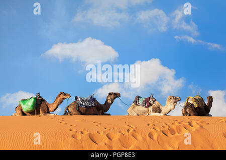 Kamele mit Sätteln sitzen in einer Reihe auf einem sandigen Höhenrücken in der Sahara. Blauer Himmel mit weißen Wolken Puffy im Hintergrund. In der Nähe erschossen. Lage: Marokko Stockfoto