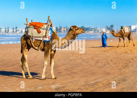 Kamele am Strand in Essaouira, Marokko. Die Kamele haben Sättel, warten, Fahrten zu zahlende Kunden zu geben. Stockfoto