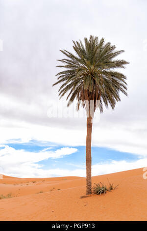 Riesige Palme allein in der Wüste Sahara. Single Tree in orangefarbenen Sanddünen. Marokko. Stockfoto