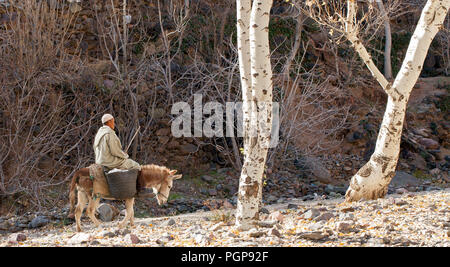 Ein Mann reitet ein Esel in das Dades-tal in Marokko am Dez. 26, 2012. Esel und Maultiere sind eine der wichtigsten Formen des Transports für Einheimische. Stockfoto