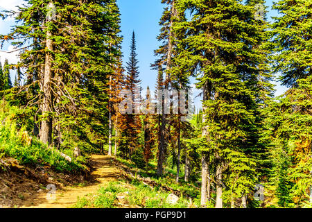 Wanderweg für Tod Berg in der Nähe von alpinen Dorf Sun Peaks in der Shuswap Hochland des zentralen Okanagen in British Columbia, Kanada Stockfoto