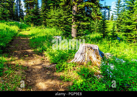 Alten Baumstumpf entlang ein Wanderweg für Tod Berg in der Nähe von alpinen Dorf Sun Peaks in der Shuswap Hochland des zentralen Okanagen in BC Kanada Stockfoto