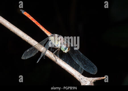 Männliche australische Slimwing Dragonfly (Lathrecista asiatica Festa), Cape Tribulation, Far North Queensland, FNQ, QLD, Australien Stockfoto