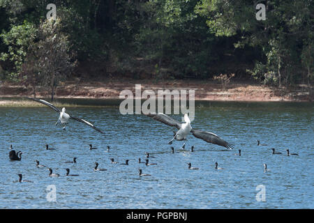 Zwei australische Pelikanen (Pelecanus conspicillatus) über am Lake Tinaroo, Far North Queensland, FNQ, QLD, Australien zu Land Stockfoto