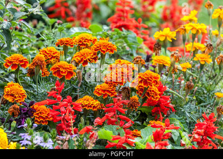 Jährliche Pflanzen für den Sommer Parterres, Tagetes, Französisch Ringelblume Stockfoto