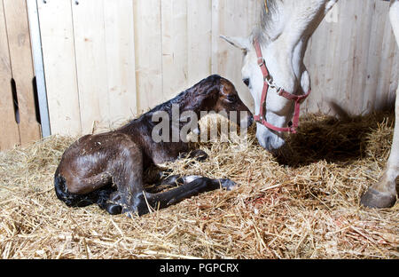 Eine braune Fohlen ist in einer Pferdebox geboren und liegt im Stroh Stockfoto