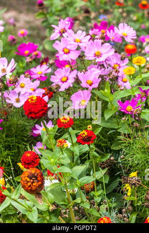 Sommer Blumenbeet, gemischte Cosmos Bipinnatus, Zinnia Stockfoto