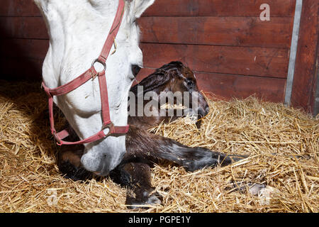 Eine braune Fohlen ist in einer Pferdebox geboren und liegt im Stroh Stockfoto