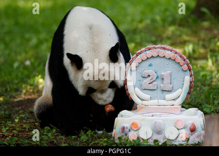 Washington, USA. 27 Aug, 2018. Panda Tian Tian genießt seine Geburtstagstorte im Smithsonian National Zoo in Washington, DC, USA, am 12.08.27., 2018. Der Zoo hat eine Feier am Montag für 21 Panda Tian Tian's Geburtstag. Credit: Ting Shen/Xinhua/Alamy leben Nachrichten Stockfoto