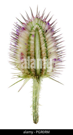 Die Stachelige trocken reife Knospe einer Distel Pflanze mit Samen halbiert. Auf weissem studio Makroaufnahme isoliert Stockfoto